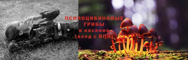 индика Белокуриха